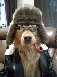 We did not find results for: Boxer Dogs Wearing Sunglasses Quotes Quotesgram