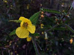 Image result for Chamaecrista paralias