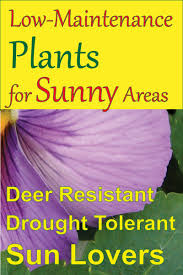 Low maintenance flowers full sun. Low Maintenance Plants For Sunny Areas Dengarden