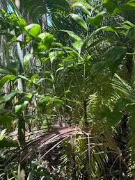 Image result for Chamaedorea oblongata