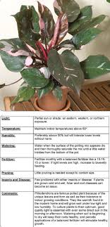Philodendron Pink Princess Philodendron Erubescens Plants With Black Leaves Are Rare In Nature That S Why P Pink Leaf Plant Philadendron Plant Pink Plant