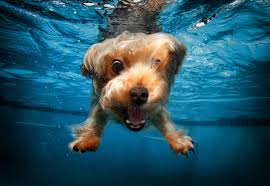 Cute Animals Wallpaper Terrier Funny Dog Underwater Canine One Animal Wallpaper For You Hd Wallpaper For Desktop Mobile Free download latest hd wild animals wallpapers, most popular wide images, most download lion, tiger, cat and dog photos also, we have attractive forest animal wallpapers that your children may love to see as your mobile wallpaper. cute animals wallpaper terrier funny