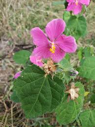 Image result for Pavonia