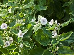 Serve with assorted fresh fruit and graham cracker sticks, if desired. Althaea Officinalis Common Marsh Mallow Go Botany