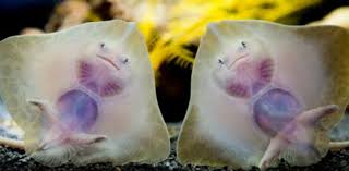 Pepperoni is usually made from a blend of beef and pork, or cow and pig. Animal Diversity Quiz Marine Animals Trivia Facts Proprofs Quiz