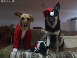 Filmul cateii lui mos craciun 2 poate fi urmarit pe site gratuit integral. Cei Mai Draguti Caini De Craciun Sunt Din Dezmir Foto Stiri De Cluj