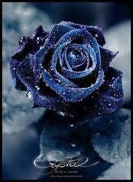 Beautiful Black And Blue Roses 45 Beautiful Pictures Of Roses Art And Design Rose Pictures Beautiful Roses Blue Roses