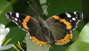 Moths Butterflies And Moths Pentaxforums Com Moth Butterfly Photos Butterfly Habitat