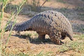 Keep reading and find out just how fascinating africa's wildlife. 10 Most Endangered Animals In Africa Wanted In Africa