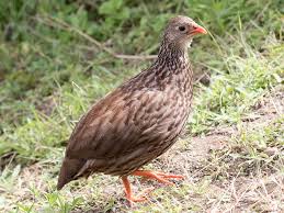 Image result for Stenostelma corniculatum