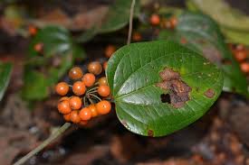 Image result for Smilax anceps