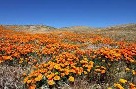 America S 10 Best Spots For Seeing Wildflowers Fodors Travel Guide Onion valley is a fen near the emigrant gap area in placer county that has an interesting variety of wildflowers. america s 10 best spots for seeing wildflowers fodors travel guide