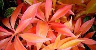 Outdoor Plants That Live All Year Round Ehow Com Flowering Bush Outdoor Plants Flowering Bushes