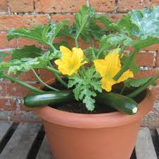 Planting in hills doesn't mean that you are planting your zucchinis on an actual hill, but it sounds that way. Zucchini Varieties And Types Of Zucchini