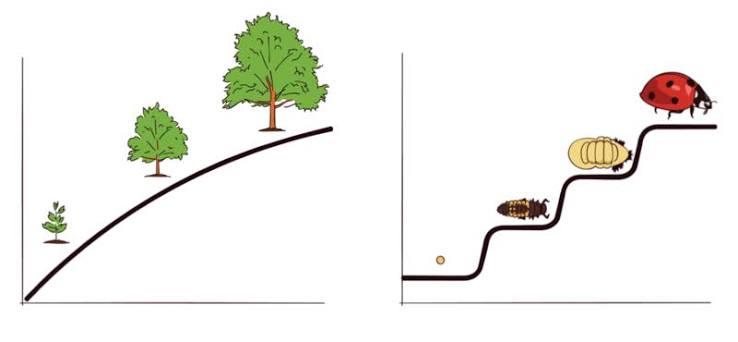 Foster Continuous Mental and Cognitive Growth