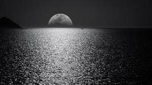 We did not find results for: Bulan Putih Dan Hitam Dengan Langit Hitam Dan Fotografi Tubuh Air Selama Malam Hari Foto Stok Gratis