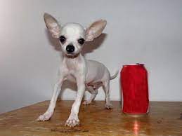 Chihuahua De Bolsillo Blanco Estatura Definida Ya No Crece Youtube