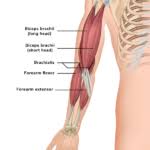 On the posterior side of the arm the extensor muscles, such as the extensor carpi ulnaris and. Arm Muscles Anatomy Function Of Biceps Triceps Forearms Openfit