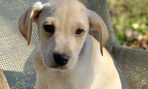 Bella retrievers is offering exceptional akc registered labrador retriever puppies, with an emphasis on health, temperament and trainability. Want To Adopt A Pet Here Are 6 Perfect Puppies To Adopt Now In