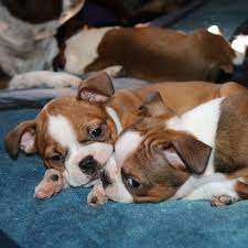 Find small bogle puppies and dogs from a breeder near you. Boggle Puppies For Sale