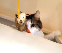 To our beloved clients, we love and enjoy taking care of your pets and you. Homepage Best Friends Pet Care Spring Tx