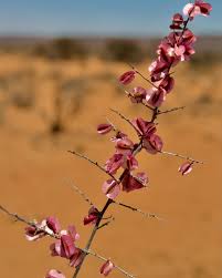 Image result for Phaeoptilum spinosum