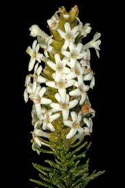 Image result for Selago blantyrensis