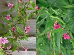 Image result for Jasminum beesianum