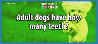 Even though each species has its own distinct looks and characteristics. Question Adult Dogs Have How Many Teeth