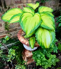 Image result for Hosta Warpaint