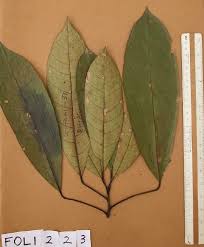 Image result for Buchholzia