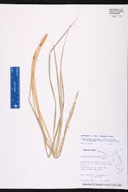Image result for Paspalidium geminatum