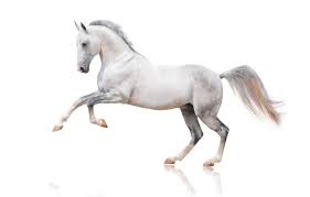 Check spelling or type a new query. Wallpaper Horse Horse White Background Images For Desktop Section Zhivotnye Download