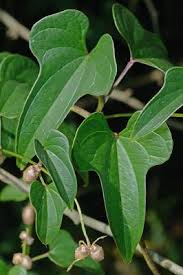 Image result for Polystachya pamelae