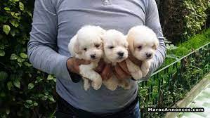 Chiots Bichon Maltais Pure Race Age 2 Mois Animaux 20h14 17 07 2018