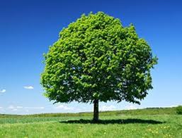 The Linden Tree Aka Bee Tree Has Flowers Used For Tea Sweet And Fragrant The Young Leaves Can Be Eaten Like Lettuce And T Yellow Blossom Linden Tree Plants