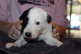 Border Collies For Sale Oregon