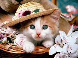 Nothing Found For Download Cute Cat Wallpaper 4 Cute Cat Wallpaper Funny Cat Pictures Cute Baby Cats