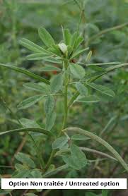 Image result for Trigonella foenum-graecum