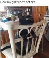 27 Of The Funniest Pics On The Net Funny Animal Pictures Funny Animal Memes Funny Animals