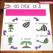 plant anchor charts