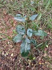 Image result for Elaeodendron buchananii
