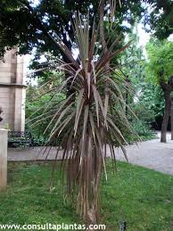 Image result for Cordyline stricta