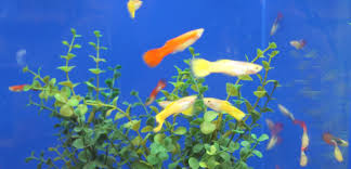 In a large stockpot, combine the vinegar, sugar, and spices. Guppy Fish Care The Ultimate Guppies Care Guide Aquaticly Com