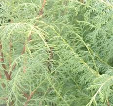 Image result for Cupressus torulosa