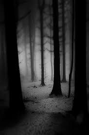 Artizan Dark Photography Dark Forest Dark Places