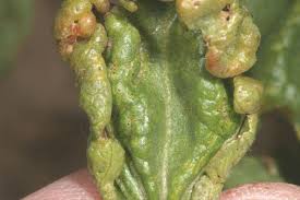 Cotton insect scouting is the regular and systematic inspection of cotton for insects and their damage. Thrips Cotton Crop Pests Insect Information Extension Entomology Kansas State University