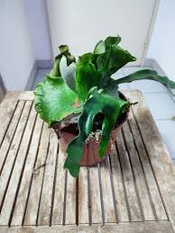 Image result for Platycerium stemaria