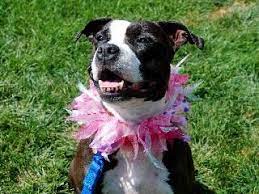 Nehumanesociety Org Pets Animals Dogs