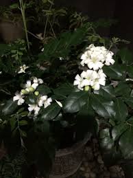 Seperti yang kita tahu, banyak sekali tipe jenis dan bermacam jenis tumbuhan di dunia ini, jangankan di dunia, sesekali kita tidak tahu jenis. Bunga Kemuning Murraya Paniculata Bunga